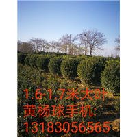 河南1.6-1.7米大叶黄杨球-1.6-1.7米大叶黄杨球 