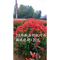 1米3红叶石楠球 