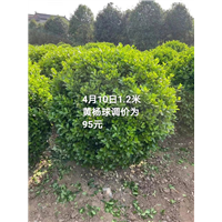 1米2黄杨球