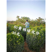 河南冠幅80公分大叶黄杨球 