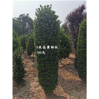 2米精品黄杨柱 