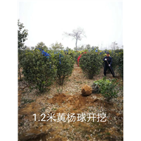 河南省偃师市1.2米黄杨球基地☎13183056565 