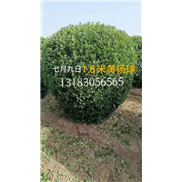 1米8黄杨球