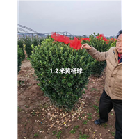 黄杨球