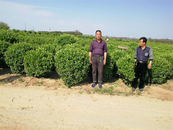 河南黄杨球 