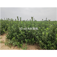5060黄杨热卖季