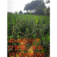 河南40-60公分大叶黄杨树-60公分大叶黄杨树1 