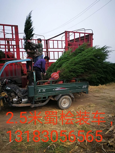 2.5米蜀桧 