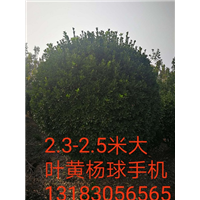 河南2.3-2.5米大叶黄杨球-2.5米大叶黄杨球5 