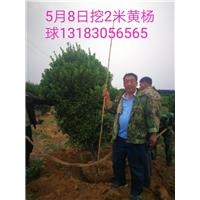 2米大叶黄杨球 