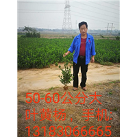 河南50-60公分大叶黄杨 