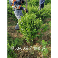 冠50-60公分黄杨球 