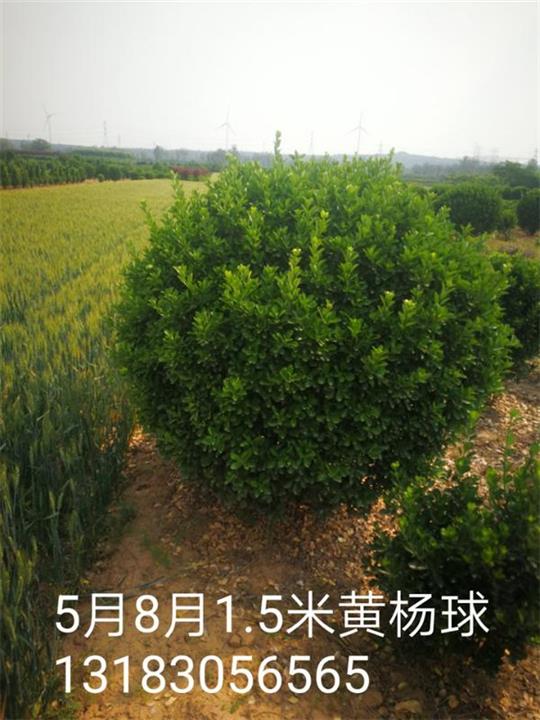 1.5米大叶黄杨球 