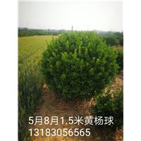 1.5米大叶黄杨球 