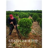 1.2米大叶黄杨球 