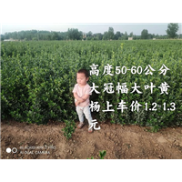 河南60大叶黄杨 