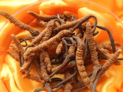 天津上门回收冬虫夏草 