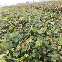 聊城葡萄苗面向聊城种植朋友大量供苗聊城葡萄苗基地