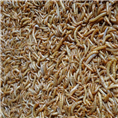 山东黄粉虫批发 