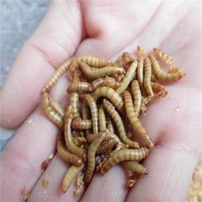 黄粉虫批发-临沂黄粉虫基地 