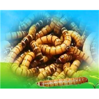 临沂黄粉虫批发-黄粉虫批发 