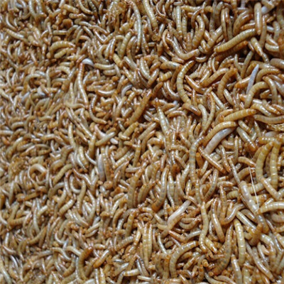 山东黄粉虫批发 