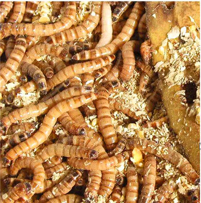 黄粉虫养殖场=山东临沂黄粉虫养殖 