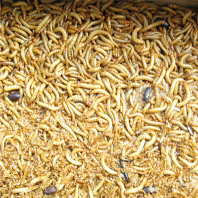 山东黄粉虫养殖基地 