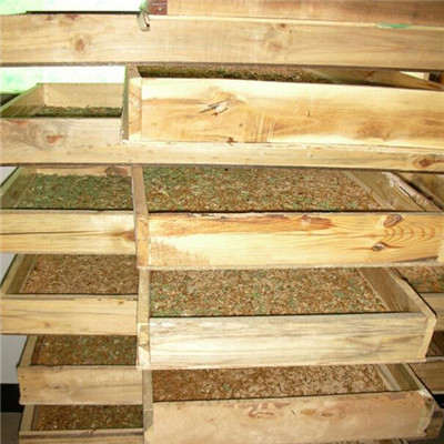 山东黄粉虫批发✦临沂黄粉虫 