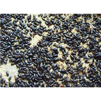 山东黄粉虫用途 