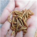 黄粉虫批发-临沂黄粉虫基地 