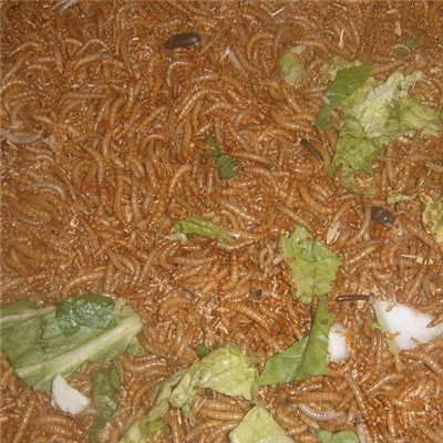 临沂黄粉虫养殖场✦山东黄粉虫批发 