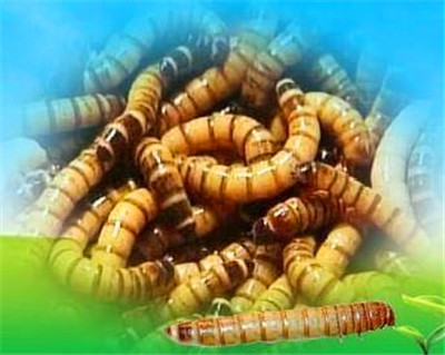 临沂黄粉虫批发-黄粉虫批发 