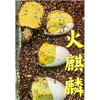 佛山火麒麟龟