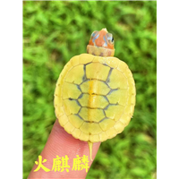 广东火麒麟乌龟