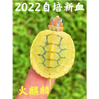 2022新品呈献火麒麟巴西