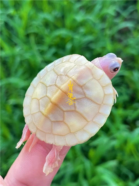 选金钱龟的常识