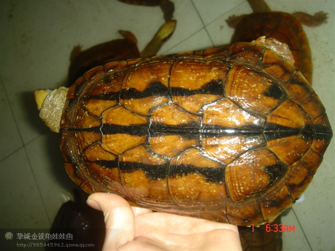 金钱龟供应-经济效益可观金钱龟 