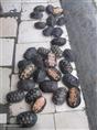 金钱龟h金钱龟价格h金钱龟供应13925444442 