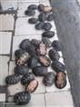 金钱龟价值-金钱龟人工饲养供应 