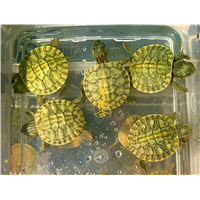 乌龟苗批发
