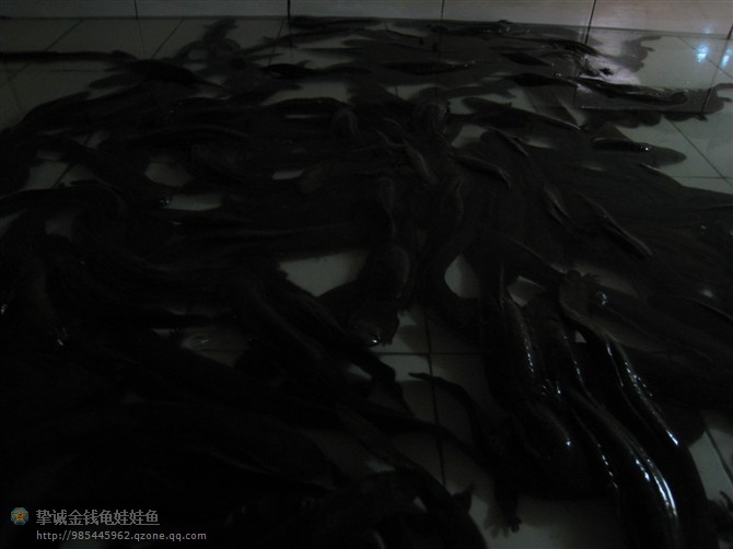 金钱龟价格-广东金钱龟价格 