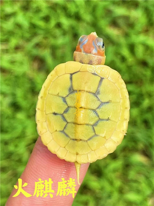 广东火麒麟乌龟
