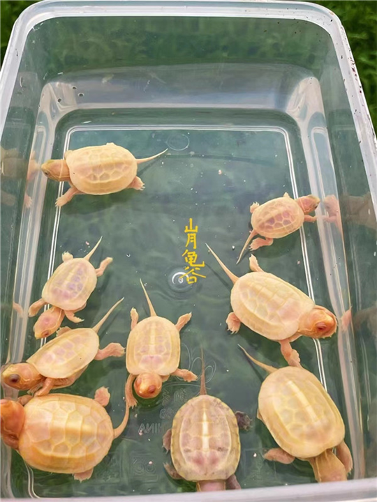 山月龟谷
