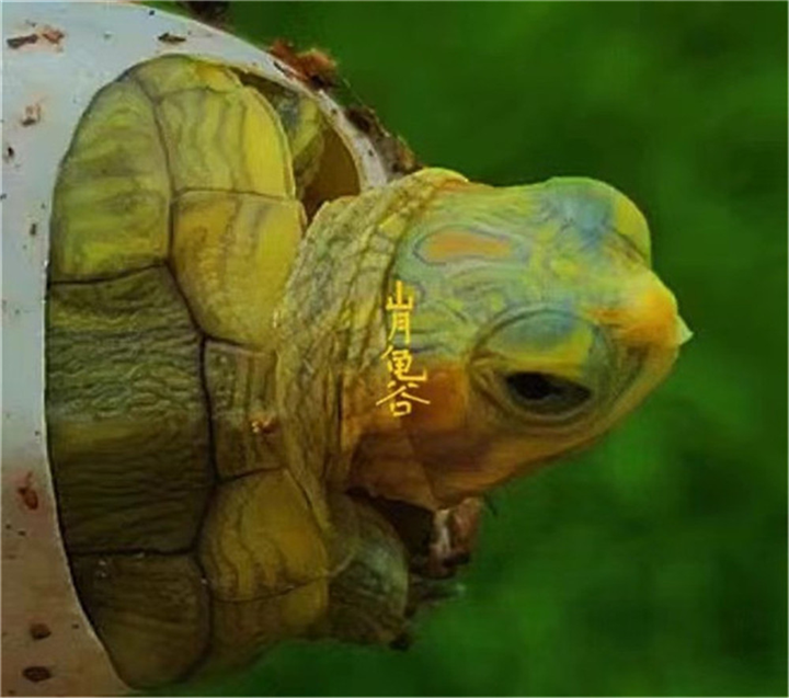 挑选金钱龟苗方法