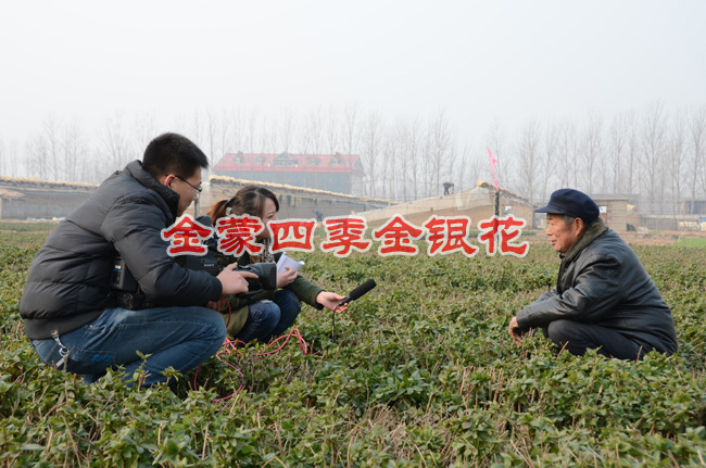 四季金银花苗/四季金银花苗培育苗圃中心