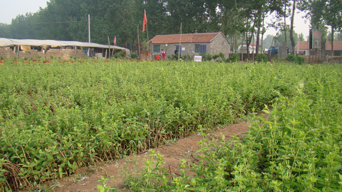 山东金银花种苗批发 