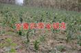 山东金银花苗/四季金银花苗价格