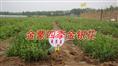 金蒙四季金银花/金蒙四季金银花价格