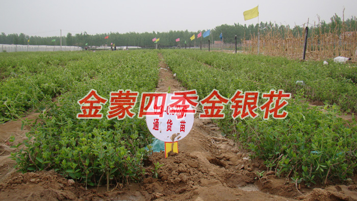 金蒙四季金银花/金蒙四季金银花价格